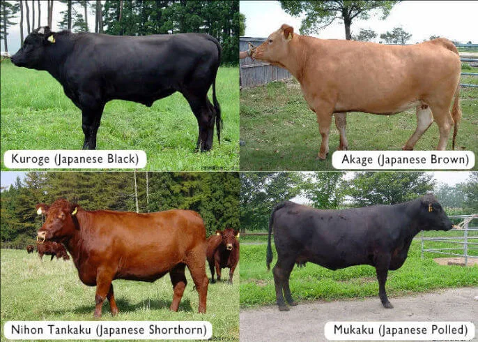 Wagyu vs. Angus Beef: Key Differences & How to Choose