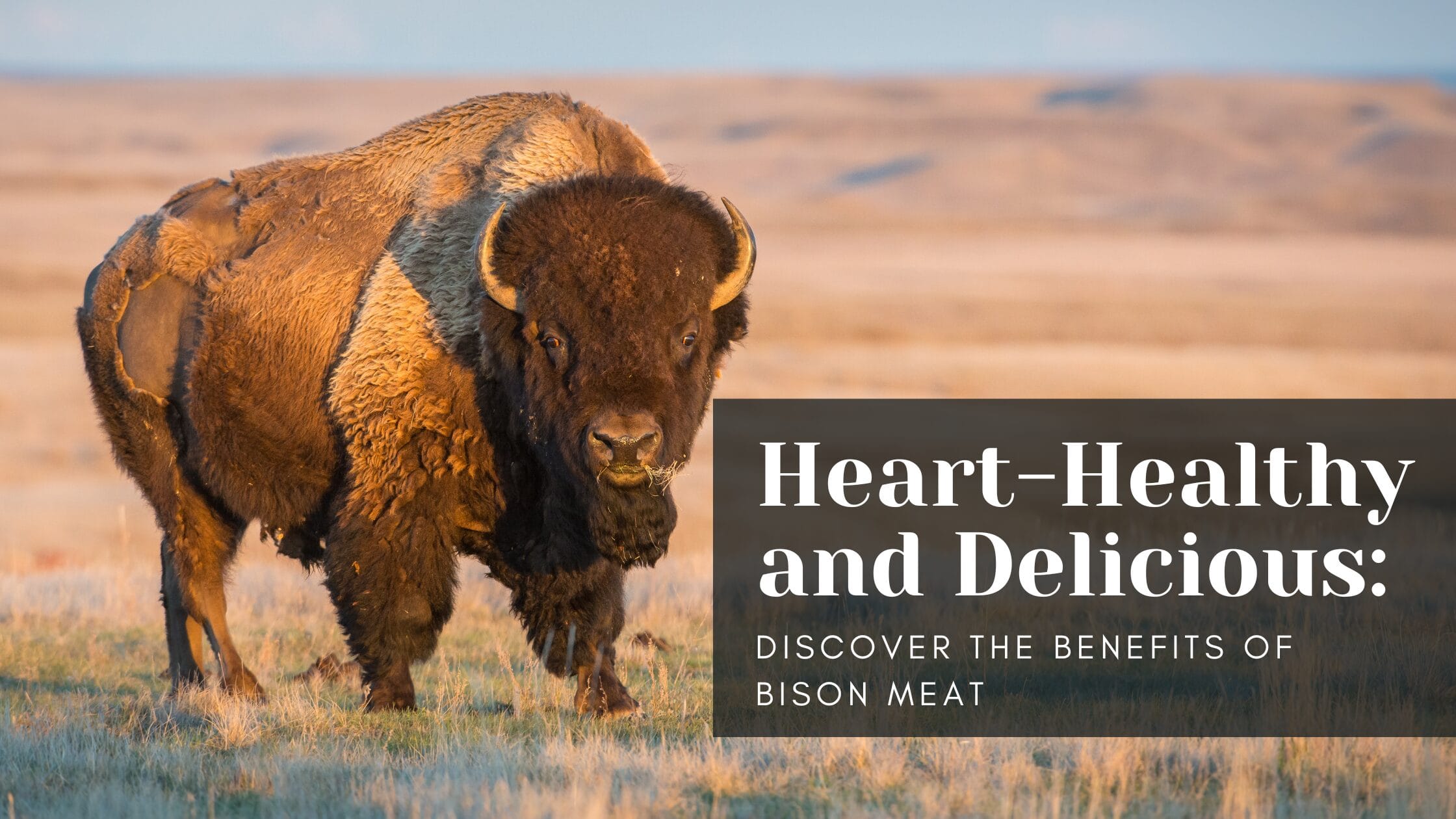 Elevate Your BBQ Game: How to Grill Mouthwatering Bison Steak - Health Benefits of Bison Meat