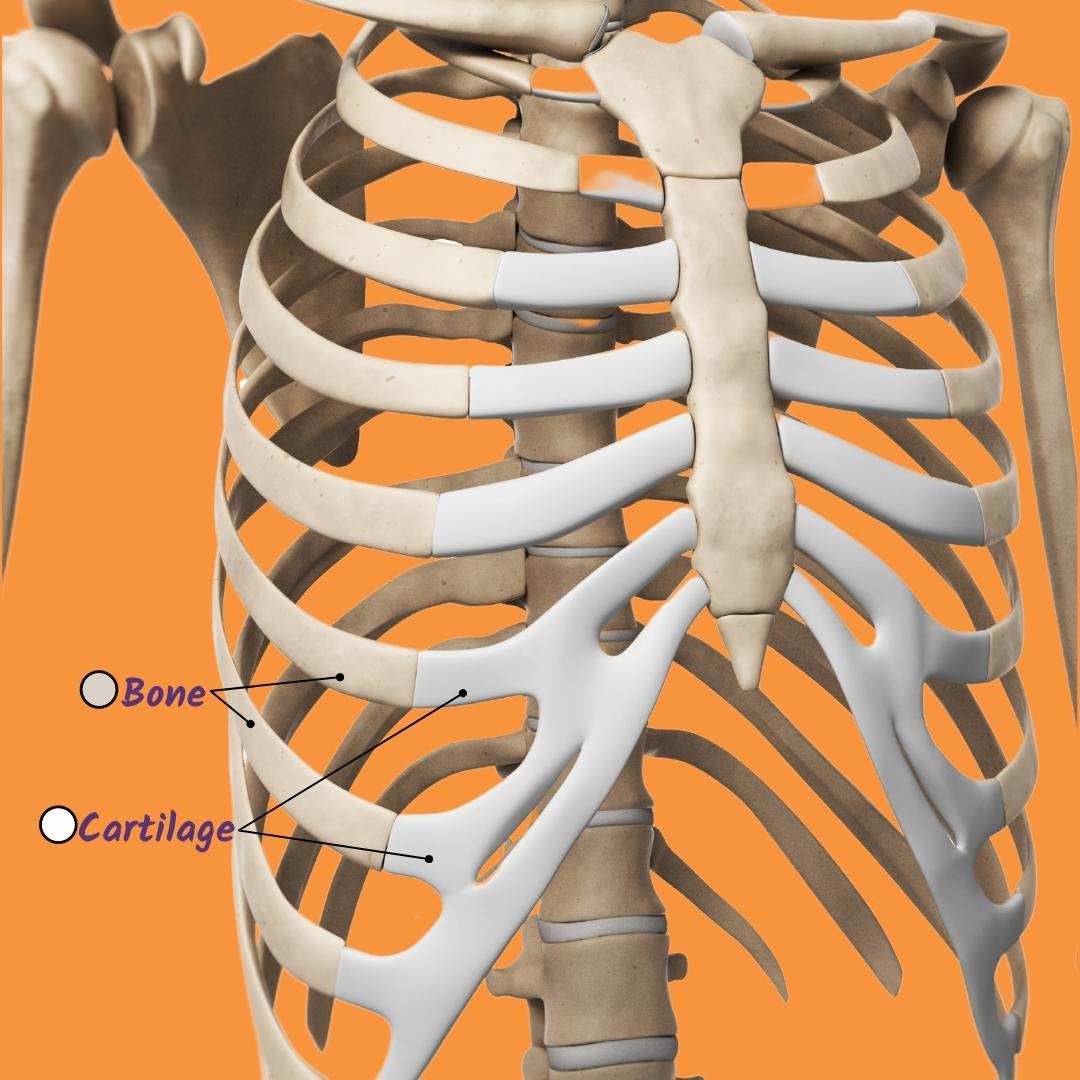 Decoding Rib Math: How Many Ribs in a Rack? - Fun Facts about Ribs